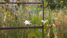 The garden features mature planting