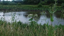 Giant Hogweed