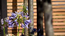 Planting within the garden