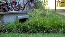 Hedgehog havens are throughout the garden