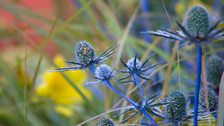 Plant details in the garden