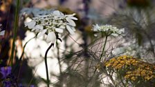 Planting in the garden