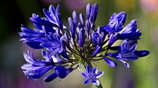 Planting in the garden