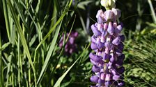 Bright colours are throughout the garden