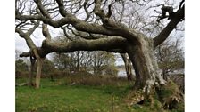 Y Dderwen Gam ar Afon Cleddau - Llun gan Steven Kind