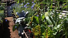 Trench garden in Lest we Forget