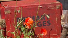 Iconic field poppies