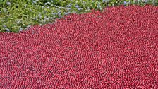 Cranberries floating in the pond