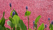 Planting at the waters edge