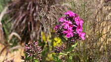 Planting within the garden