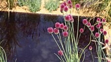 Reflective pools in the garden