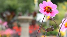 Planting in the garden