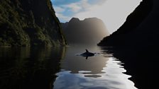 A dolphin in Fiordland