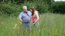 Thordis's trip to the farm began with ragwort