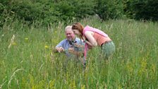 Taking a look at the ragwort on High Ash Farm at Caistor St Edmund in South Norfolk