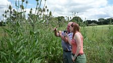 Next it was the teasel