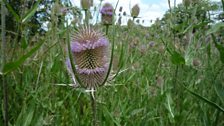 A closer view of the teasel