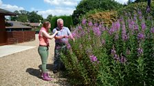 Chris shows Thordis some of the rosebay willowherb plants in the farm yard