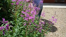 A close-up of the rosebay willowherb plants