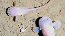 Snailfish at 7,100 metres.  Credit: Oceanlab, University of Aberdeen