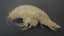 The world’s largest amphipod – the Supergiant – from 6,200 metres.  Credit: Oceanlab, University of Aberdeen.