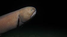 Cusk eel.  Credit: Oceanlab, University of Aberdeen.