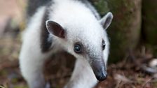 A baby northern tamandua