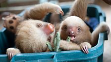 Kermie and Pelota the two-toed sloths eating in a plastic crate