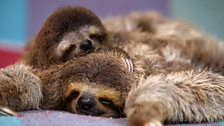 Minnie and Newbie the three-toed sloths asleep