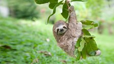 Newbie the sloth hanging from a tree