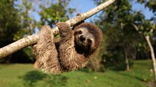 Minnie the sloth hanging out