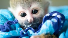 Clyde the baby squirrel monkey