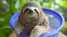 Newbie the three-toed sloth being weighed