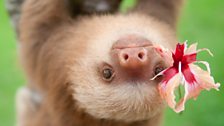 Pelota the baby two-toed sloth