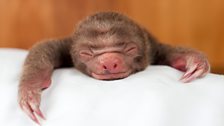 A tiny smile from a baby two-toed sloth