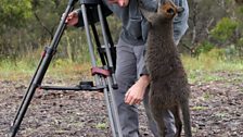 An inquisitive Black Swamp wallaby