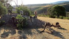 Ellie Harrison with orphaned kangaroos