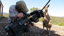 Harry the orphaned kangaroo