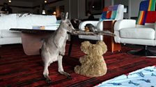 Harry the kangaroo with a toy koala