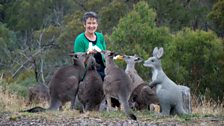 Feeding time at Wildhaven Wildlife Sanctuary in Victoria, Australia