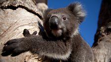 Danny the orphaned Koala learning to climb