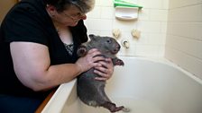 Stacey the orphaned wombat