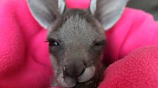 Pinot the orphaned kangaroo