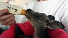 Pinot the kangaroo drinking a bottle of milk