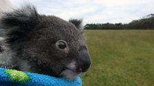 Danny the koala taken outside