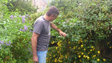 Richard Crawford pruning plums