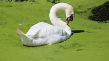 Swan sitting on Azolla pond weed