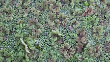 Azolla pond weed