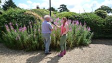 Chris shows Thordis his rosebay willowherb plants