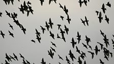 Starlings